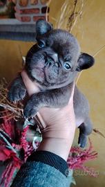 Bulldog francese maschietti