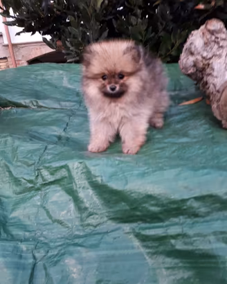 Cucciolini Spitz Volpino di Pomerania nanissimo