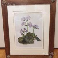 Cronolitogragia colorata Primula Megasaefolia