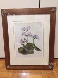 Cronolitogragia colorata Primula Megasaefolia