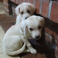 Cuccioli in adozione