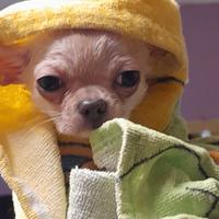 Chihuahua maschio da amare