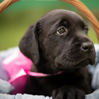 Cuccioli di Labrador Retriever Miele e Nero