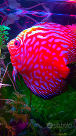 Discus