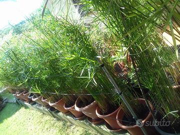 PIANTE PAPIRI CON VASO SEMPRE VERDI