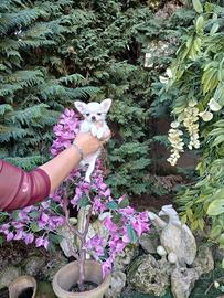 Cuccioli di chihuahua