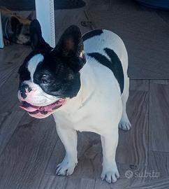 Bulldog francese