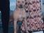Immagine 5