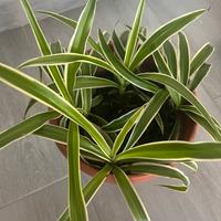 Pianta ragno - Falangio