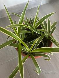 Pianta ragno - Falangio