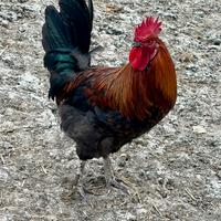 Galli è galletto Marans