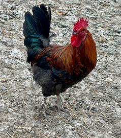 Galli è galletto Marans