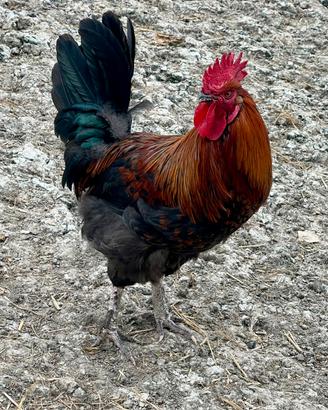 Galli è galletto Marans