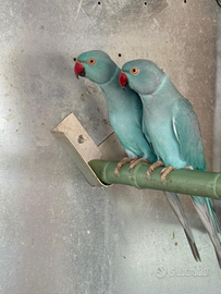 Parrocchetti dal collare