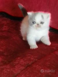Cuccioli di razza exotic shorthair alta qualità