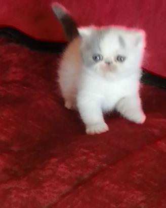 Cuccioli di razza exotic shorthair alta qualità