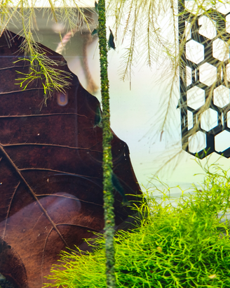 Stick lollipop per neocaridine e caridine