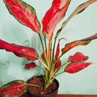 Aglaonema rosa 