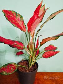 Aglaonema rosa 