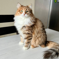 Gattini di pura razza siberiani