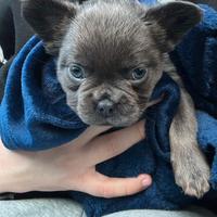 Bulldog francese fluffy (con pelo lungo)