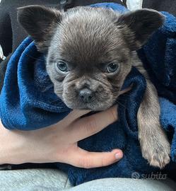 Bulldog francese fluffy (con pelo lungo)