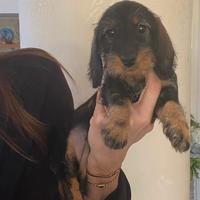 Cucciola bassotto pelo duro