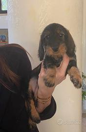 Cucciola bassotto pelo duro