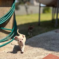 Cuccioli di Chihuahua