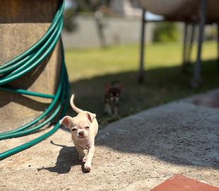 Cuccioli di Chihuahua