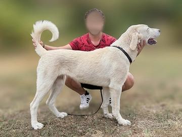 Cucciola Alabai 6 Mesi