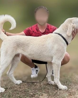 Cucciola Alabai 6 Mesi