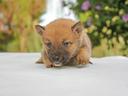 cucciolo-maschio-di-shiba-inu-rosso