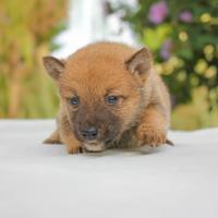 Cucciolo maschio di Shiba Inu rosso