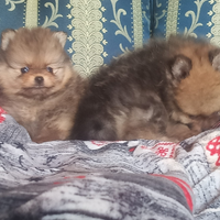Spitz Pomerania con pedigree Enci