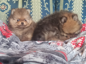 Spitz Pomerania con pedigree Enci
