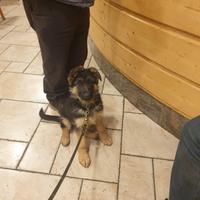 Ultima cucciola di pastore tedesco