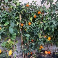 Arancio a spalliera