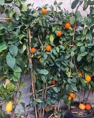 Arancio a spalliera