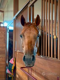 HANNAH - QUARTER x APPALOOSA ?