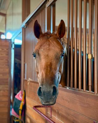 HANNAH - QUARTER x APPALOOSA ?