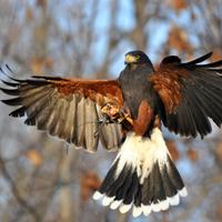 Poiana di Harris pacchetto completo H+ Hieramatra