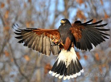 Poiana di Harris pacchetto completo H+ Hieramatra