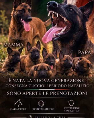 Pastore Belga Malinos 