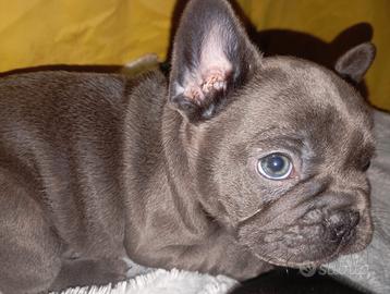 Bulldog francese blu