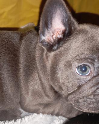 Bulldog francese blu