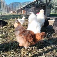 Galletti Moroseta giovani vari colori