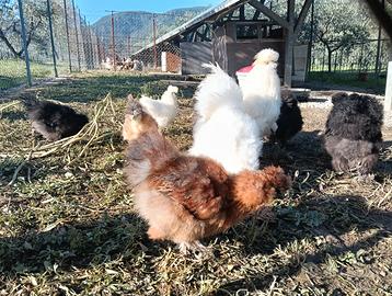 Galletti Moroseta giovani vari colori