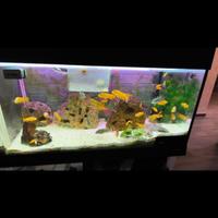 Acquario