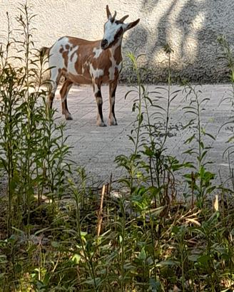 capretta nana